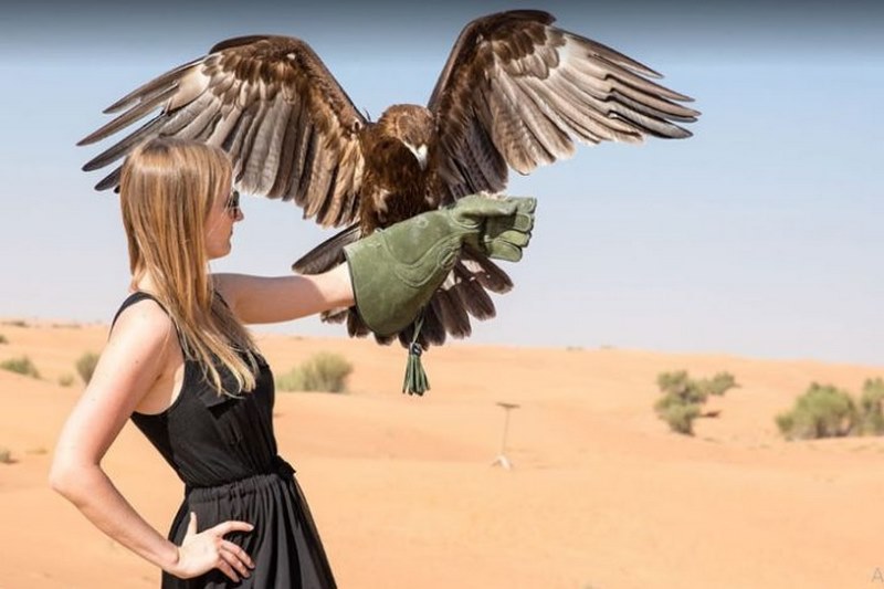 شاهین در سافاری دبی