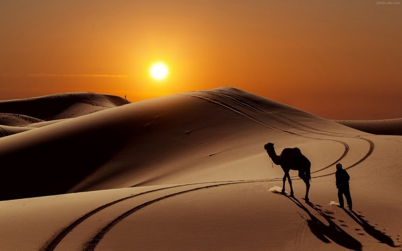 شتر سواری در سافاری دبی